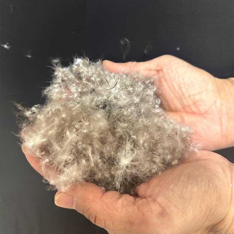 80% Bebek Abu-abu Turun