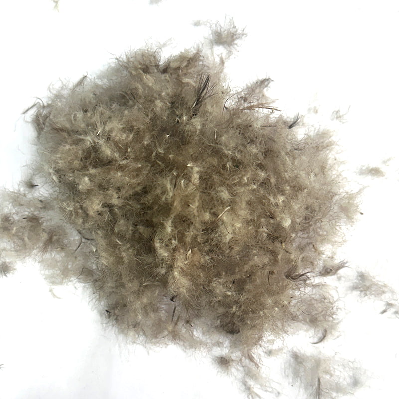 50% Bebek Abu-abu Turun 50% Bebek Abu-abu Turun