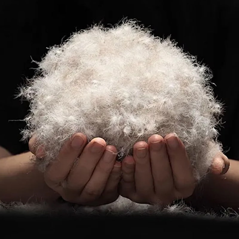 50% Bebek Abu-abu Turun 50% Bebek Abu-abu Turun