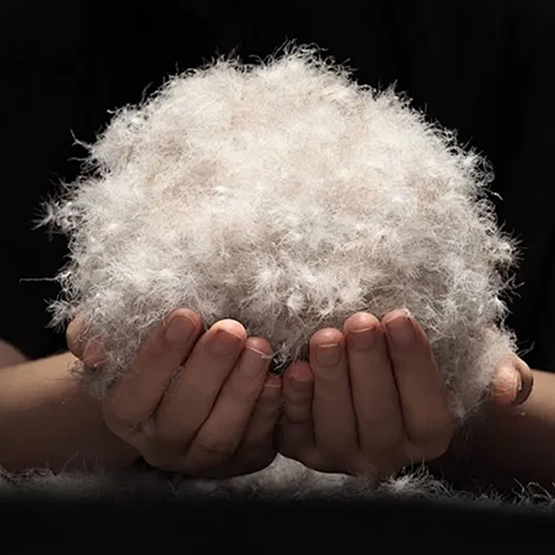 90% Bebek Abu-Abu Turun