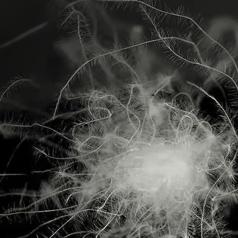 50% Bebek Abu-abu Turun 50% Bebek Abu-abu Turun