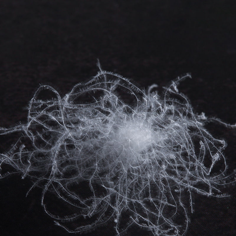 80% Bulu Angsa Putih 80% Bulu Angsa Putih