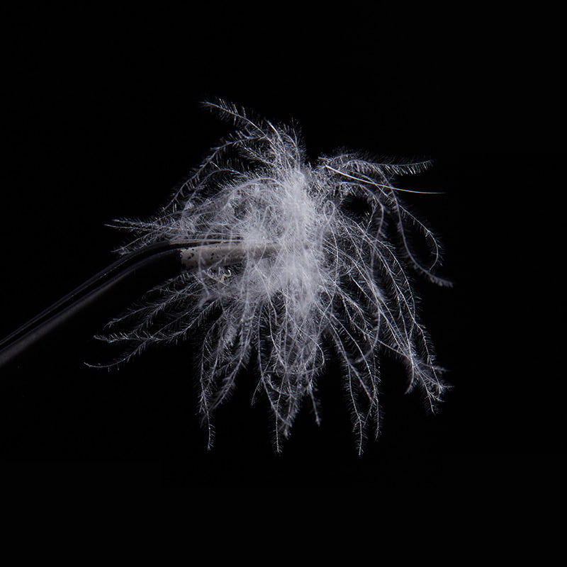 50% Bulu Bebek Putih Murni